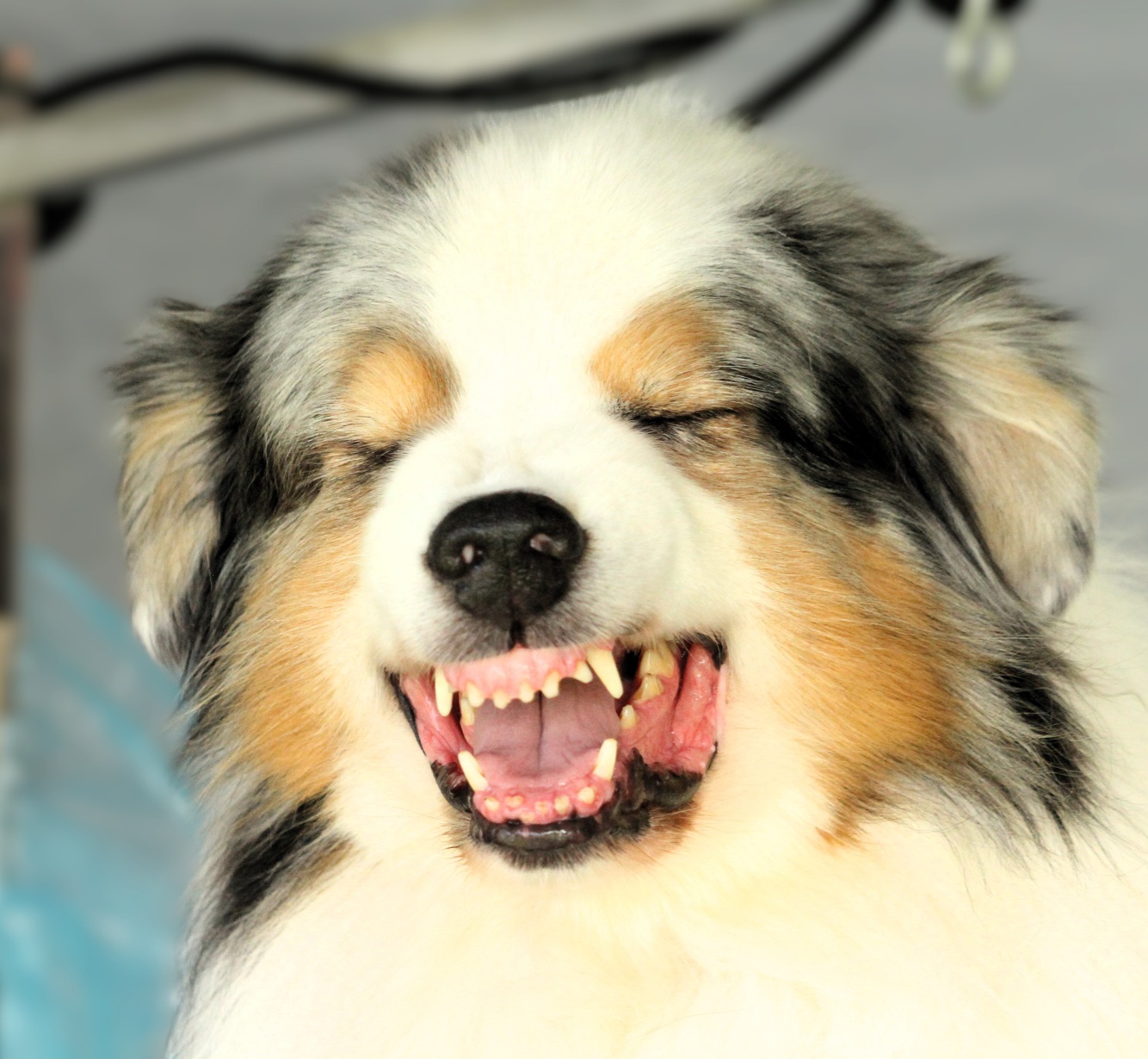 Australian Shepherds