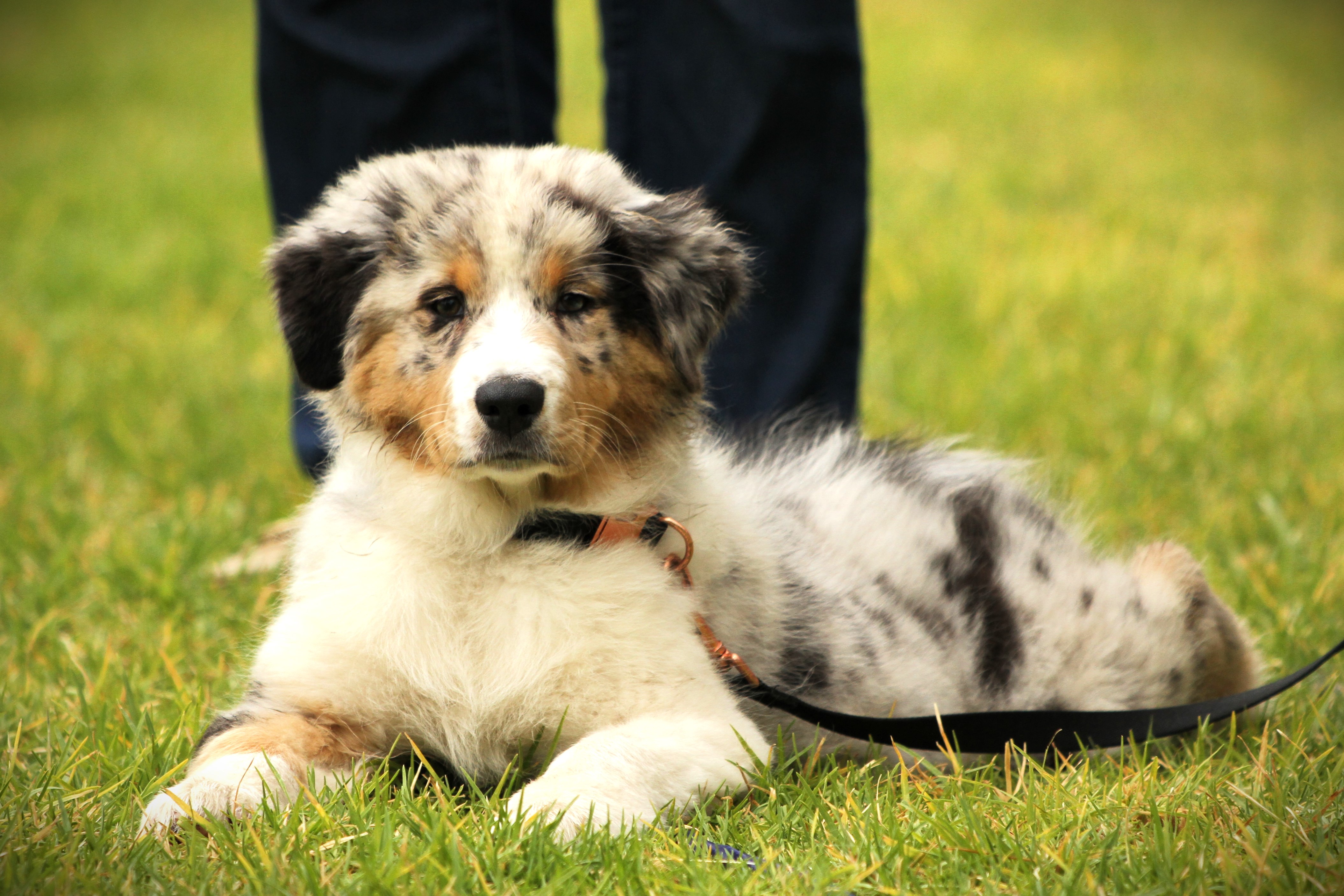 Australian Shepherd