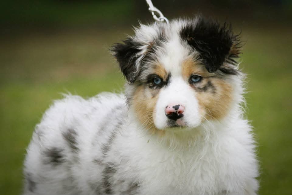 Australian Shepherd