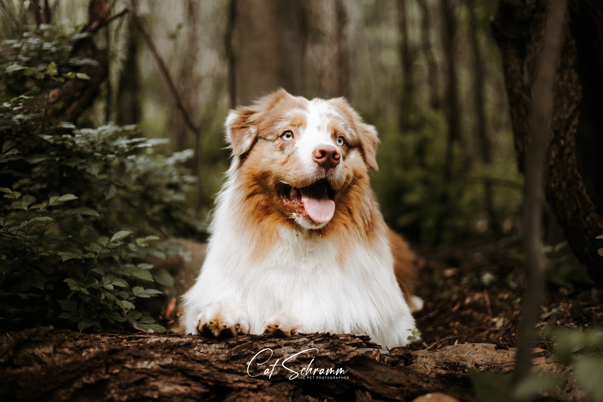 Australian Shepherds